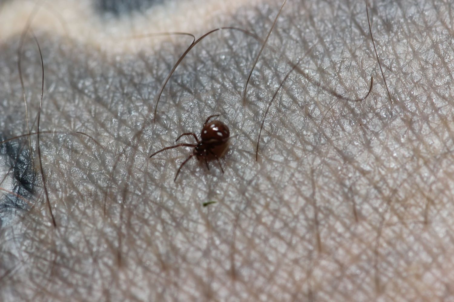 Latrodectus renivulvatus 1/4" Black button widow