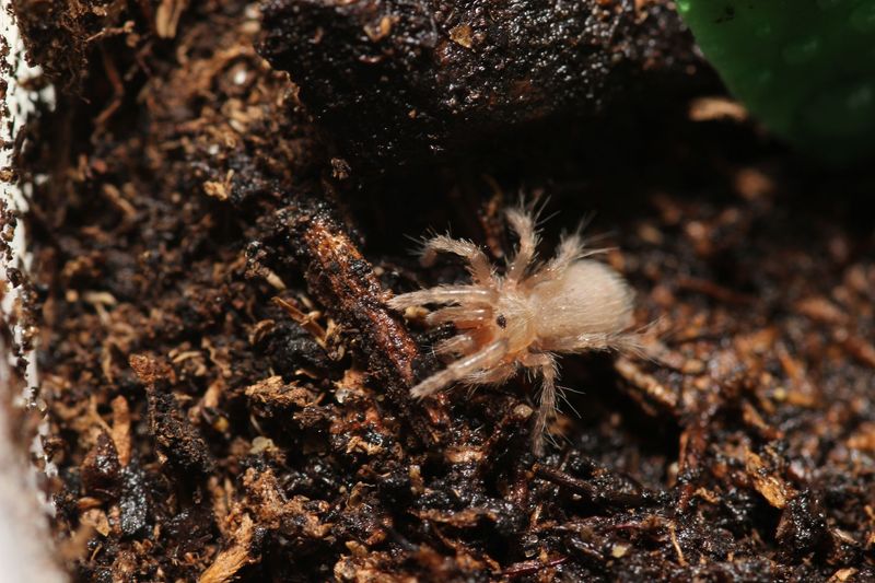 Homoeomma chilense 1/4" Chilean Flame Tarantula