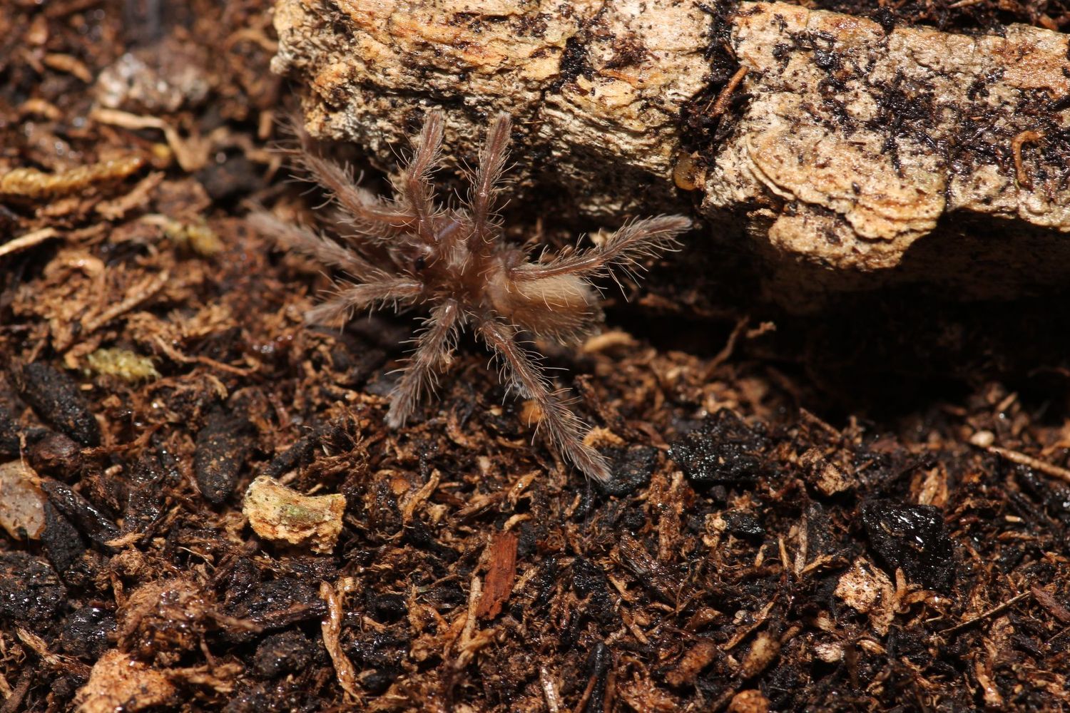 Pelinobius muticus 1" King Baboon