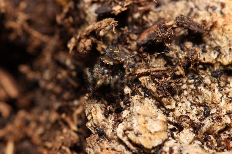 Phidippus audax Unsexed Sub Adult Bold jumping spider (Freebie Over $100)