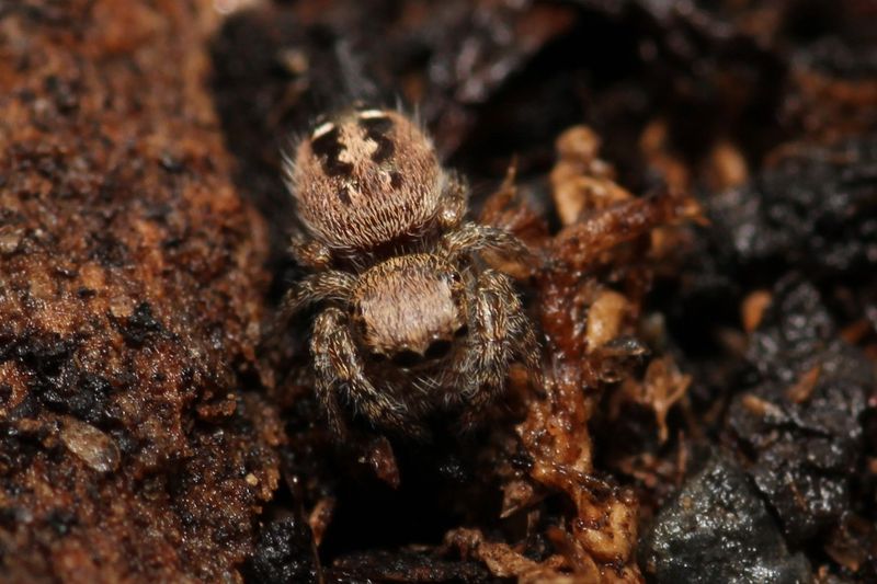Phidippus texanus 'Captive Bred' Unsexed 7-8i Texas jumping spider