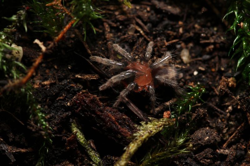 Cyriocosmus leetzi 1/4" Columbian dwarf tiger