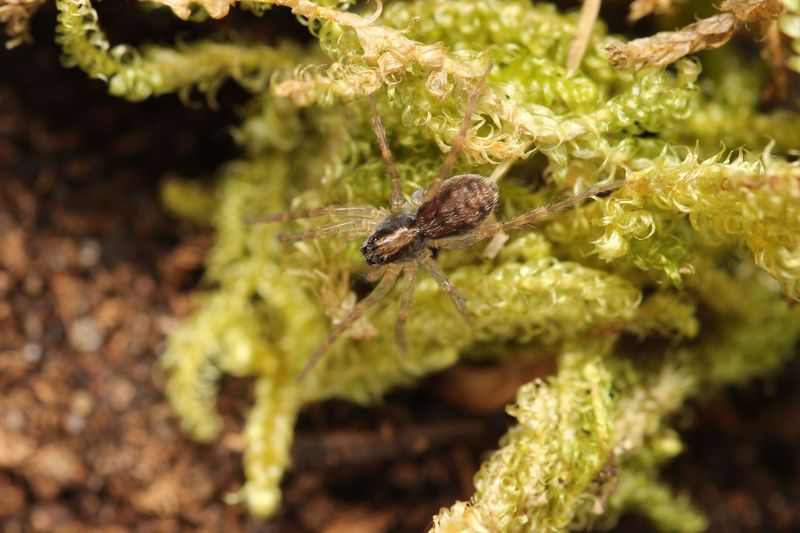 Tigrosa georgicola 1/4" Giant tiger wolf spider
