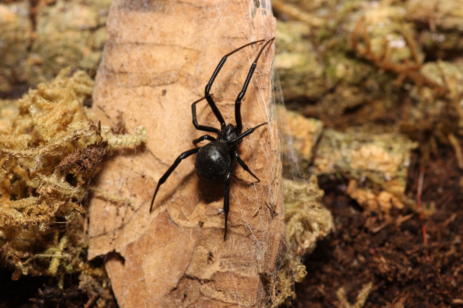 Latrodectus hespersus Adult female Western black widow