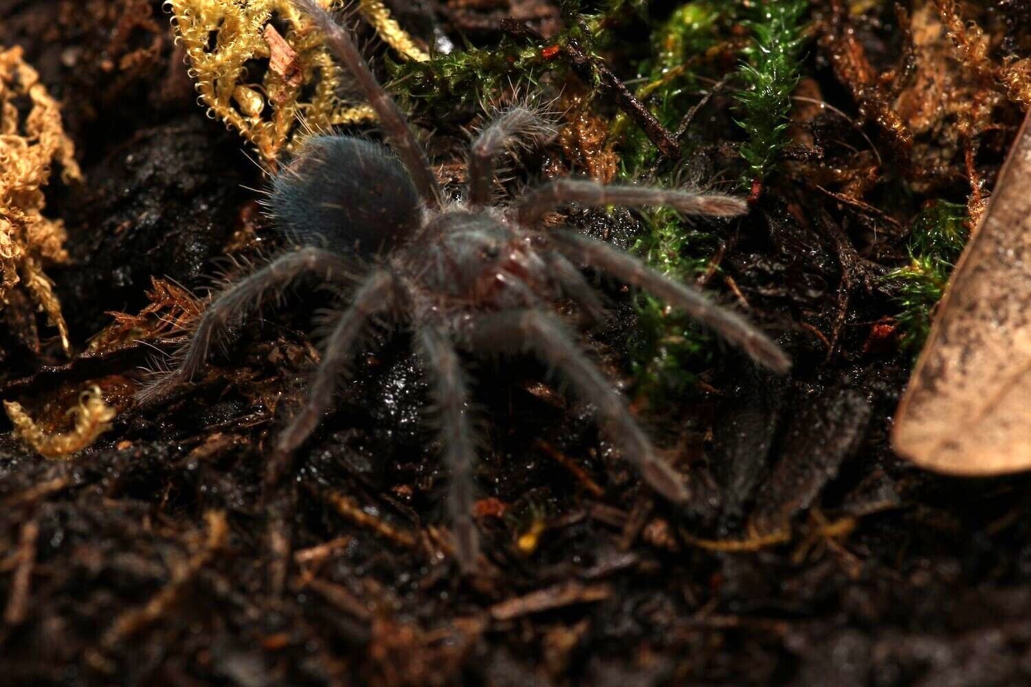 Phormictopus cancerides 3/4" Haitian brown