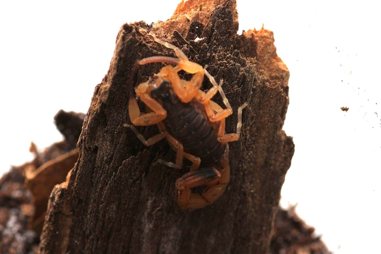 Tityus serrulatus 2-3i Brazilian yellow
