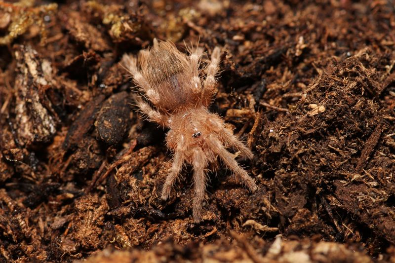 Acanthoscurria choacana 1/2" Bolivian red rump