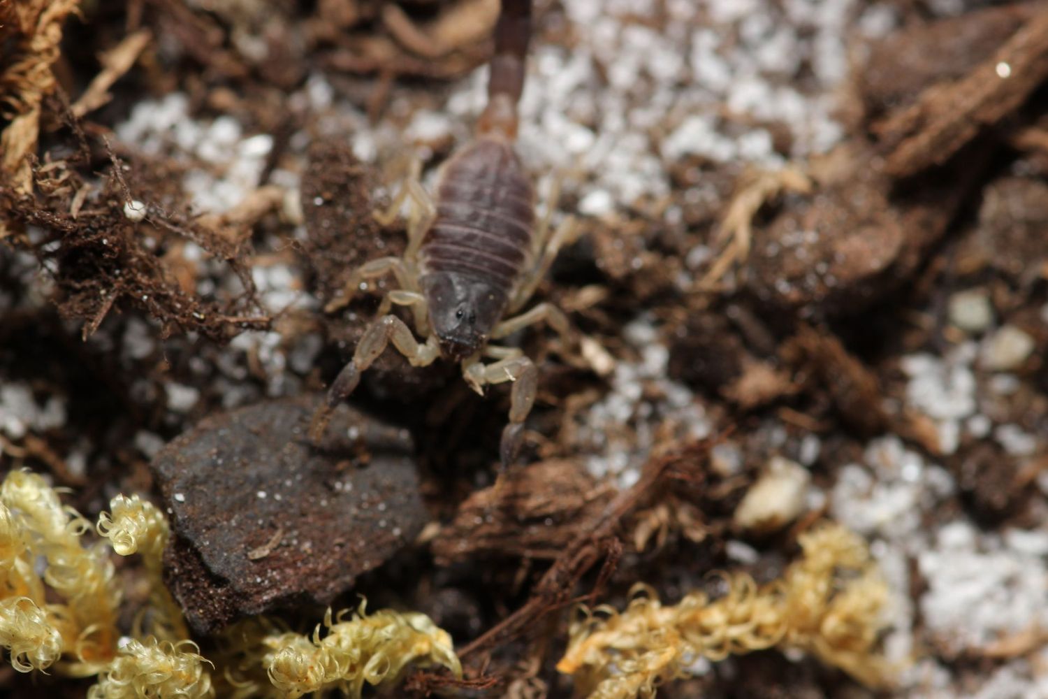 Butheolus harrisoni 2i/3i Rare