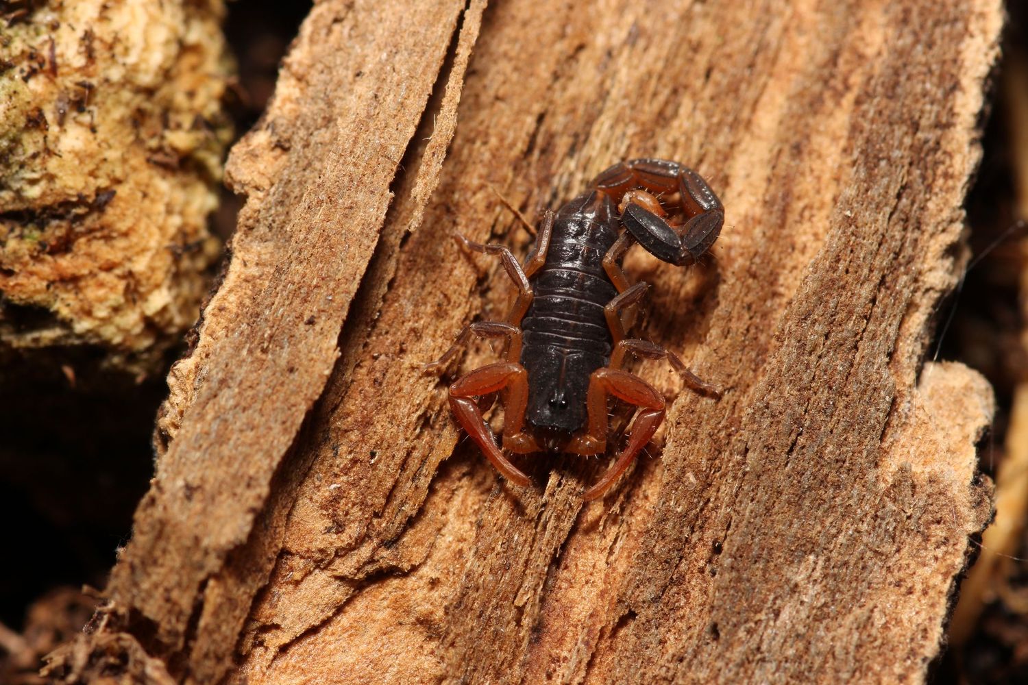 Centruroides margaritatus 2i/3i Central American bark scorpion