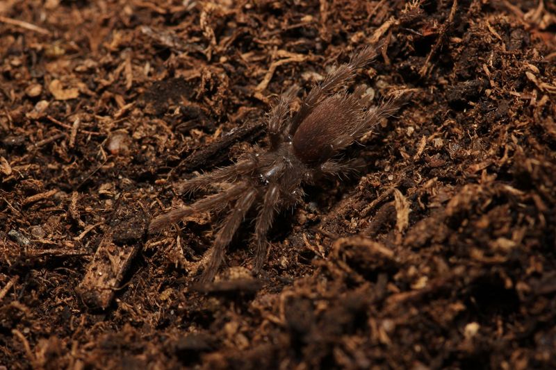 Coremiocnemis hoggi 1" Malaysian purple femur