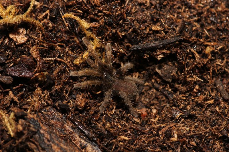 Ornithoctoninae sp 'Ho Chi Minh DCF' 1/2" Ho Chi Minh earth tiger