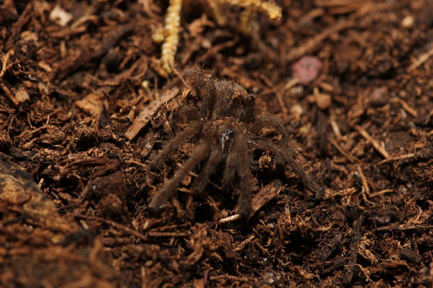 Citharognathus tongmianensis 1" Chinese stout leg