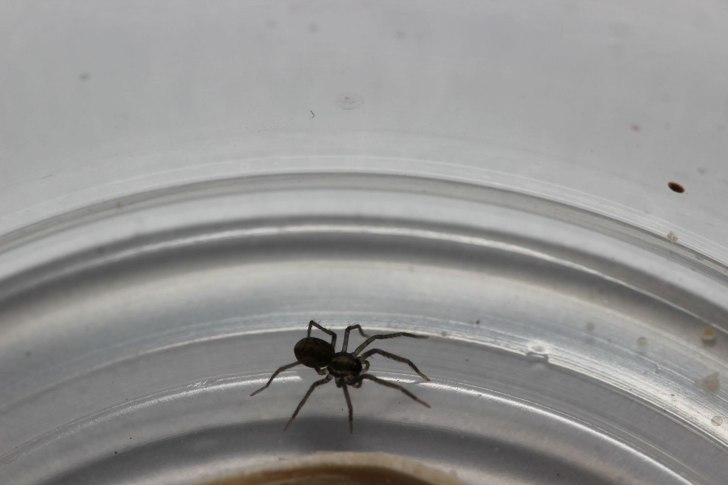 Ctenid sp Mamfe Road 1/4" Gold banded wandering spider