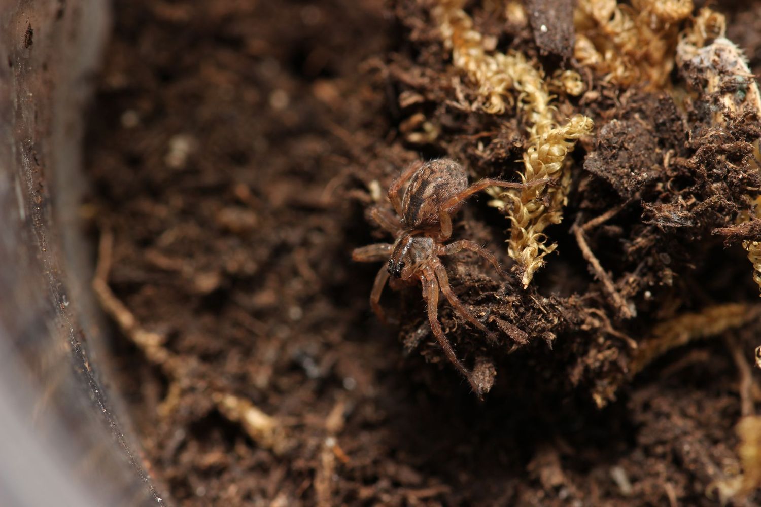 Hogna lenta 1/4" Field wolf spider