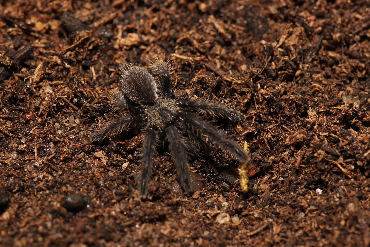 Ornithoctoninae sp 'Phan Cay Red' 3/4" Red tiger