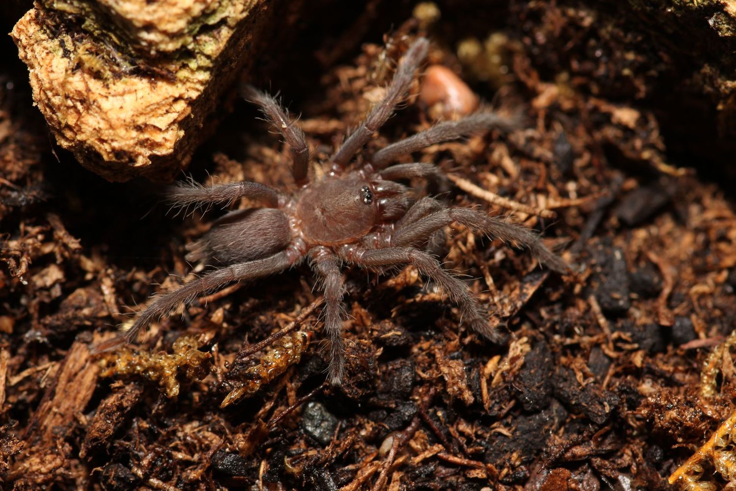 Selenocosmia javanensis 3/4" Java yellow-knee)