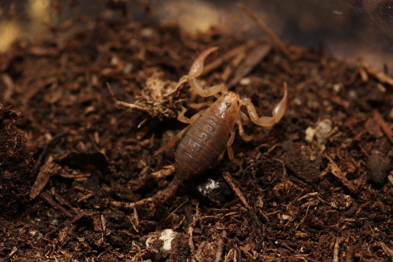 Euscorpius candiota 3-4i Cretin wood scorpion
