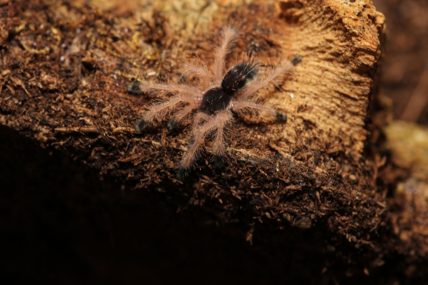 Iridopelma c.f. oliveira 1/2" Pink burst