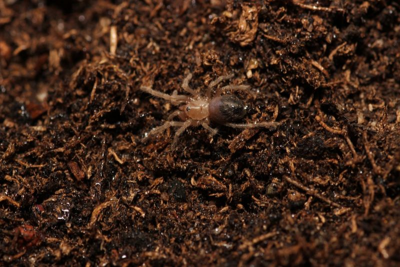 Lasiodora difficilis 1/2" Brazilian fire red