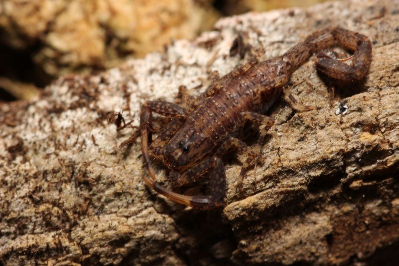 Tityus obscurus 3-4i Obscure thick tailed
