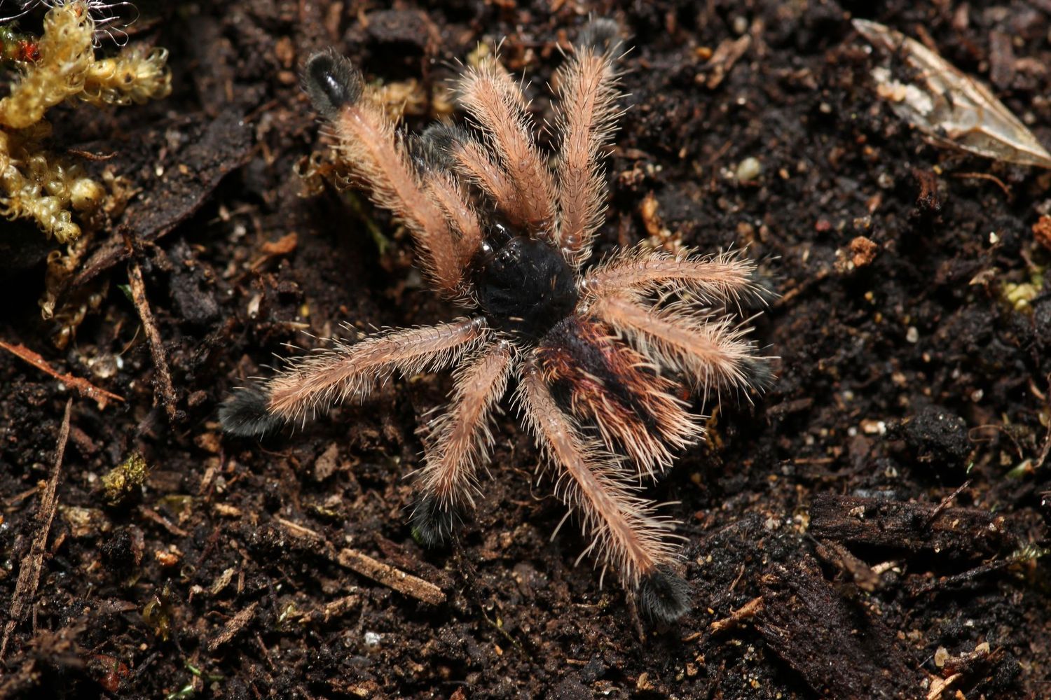 Avicularia avicularia 1/2" Pink toe (Freebie over $100)