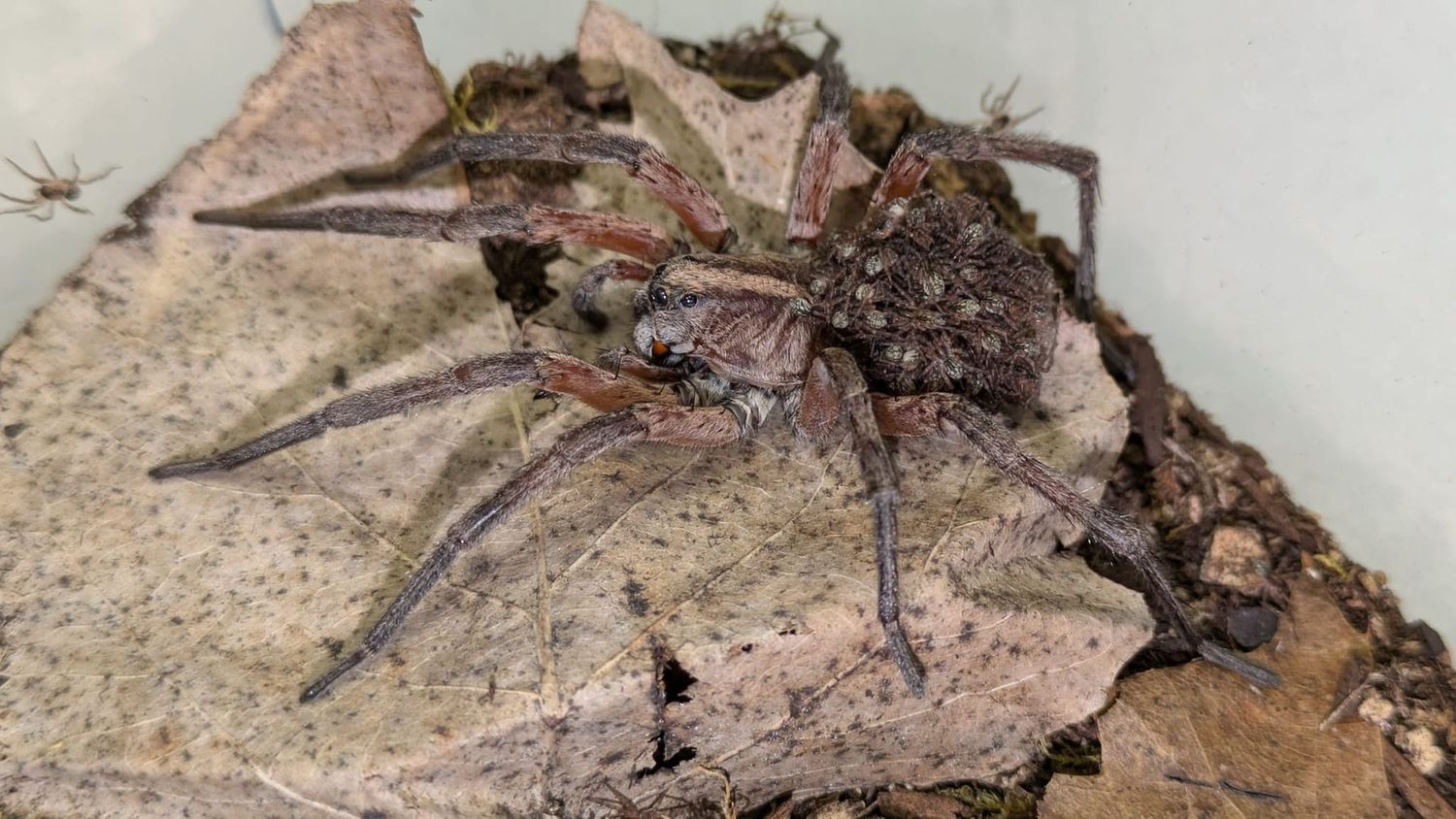 Hogna oceola 1/4" Pine forest red wolf spider (Freebie over $100 "Before Shipping")