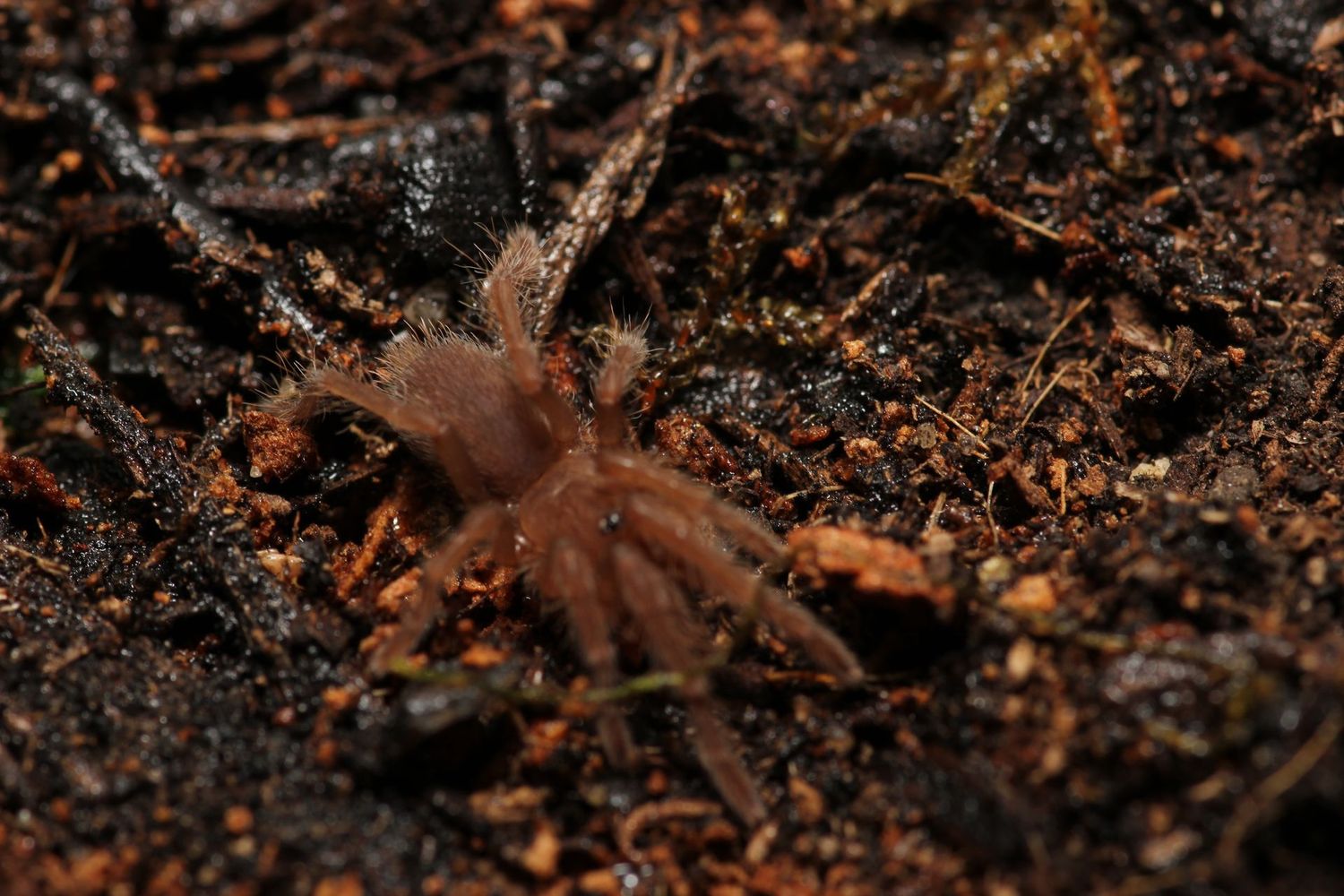 Lyrognathus giannisposatoi 1" Sumatran stout leg