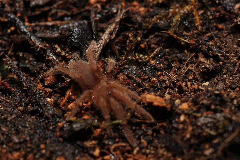 Lyrognathus giannisposatoi 1" Sumatran stout leg