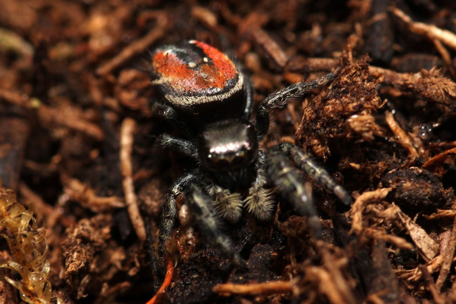 Phidippus carneus 'Captive Bred' 6-7i Red backed jumper