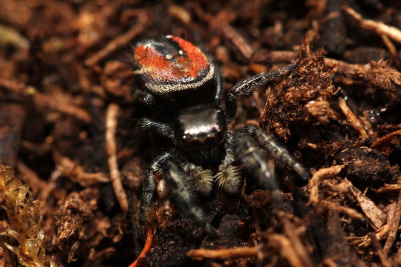 Phidippus carneus 'Captive Bred' 5-7i Red backed jumper