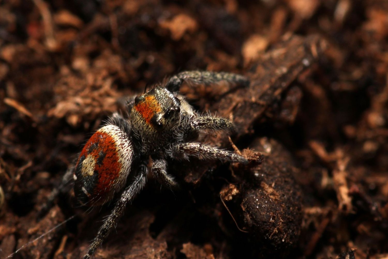 Phidippus morpheus 'Captive bred' i4-5 / Dream jumping spider