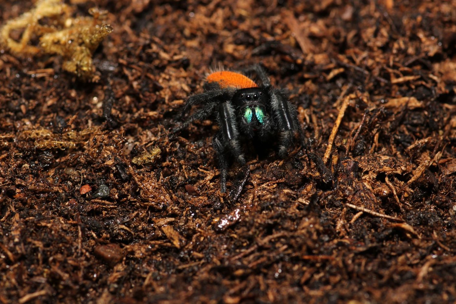 Phidippus ardens 'Captive bred' Sub adult Male / Desert red jumping spider