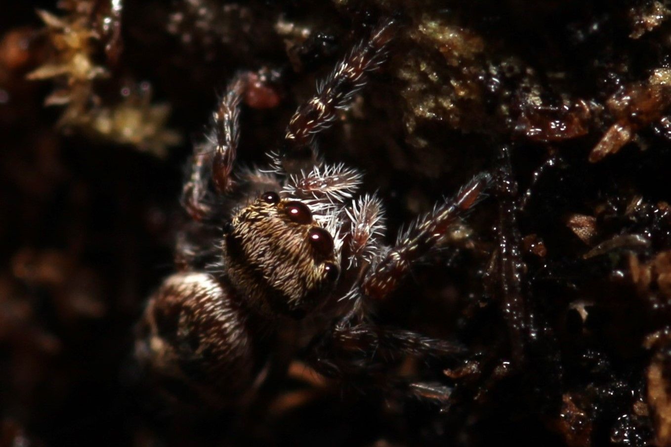 Phidippus carolinensis 'Captive Bred' Unsexed  5-6i Carolina jumping spider (Freebie over $100)