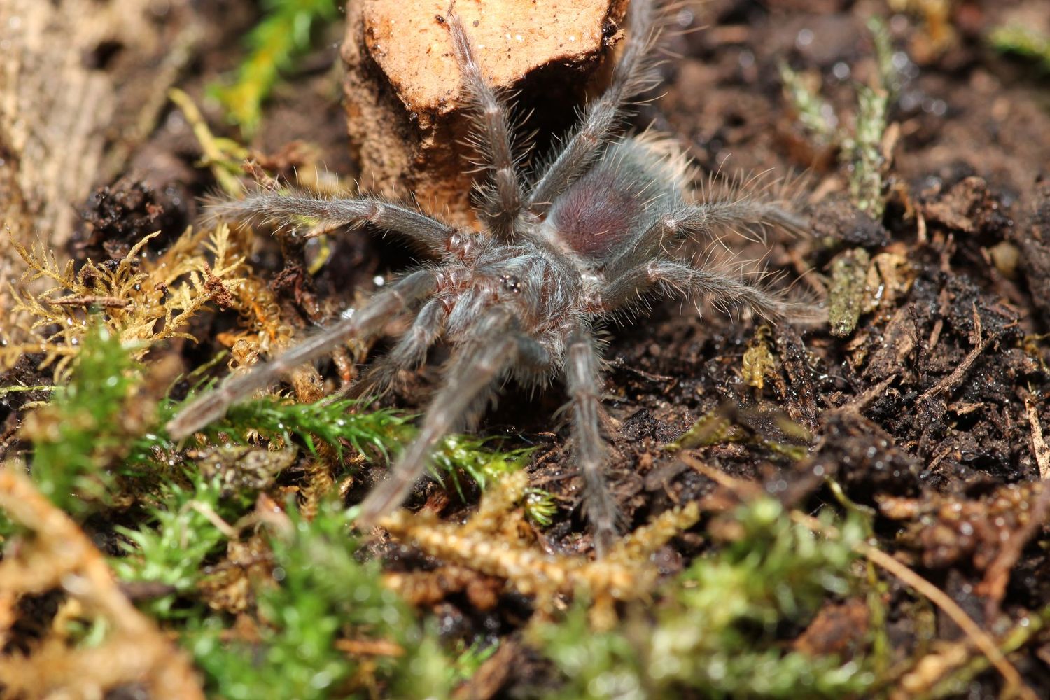Phormictopus sp 'Bahayibe' 0.75"
