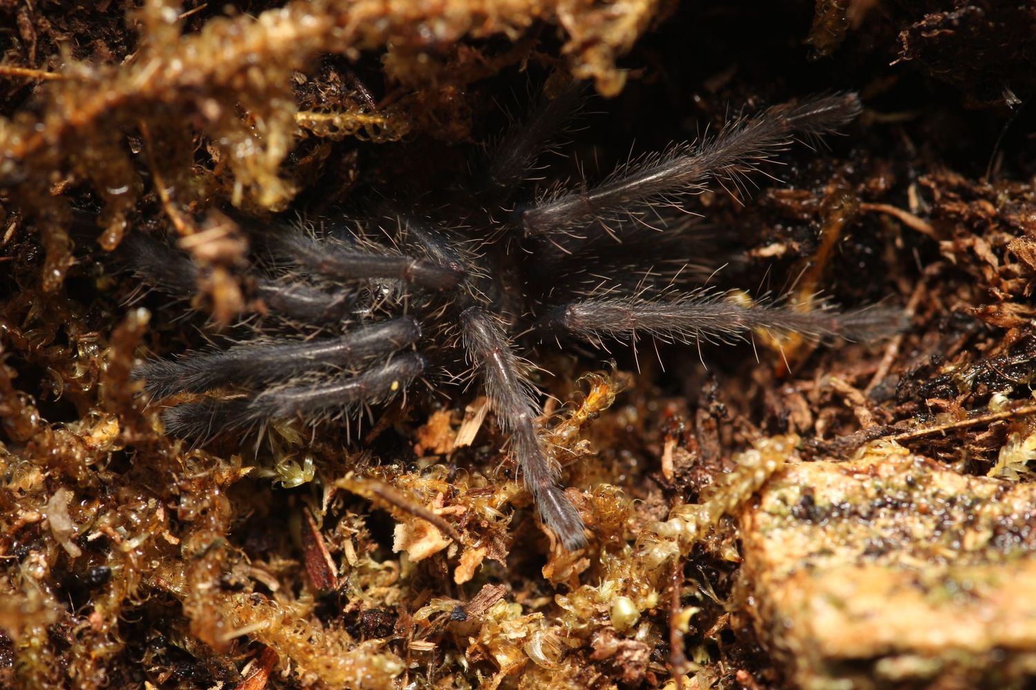 Chilobrachys sp 'Saraburi' 3/4" Saraburi Earth Tiger