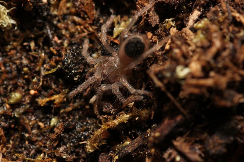 Clavopelma tamaulipeca 1/4" Sierra Madre Wooly