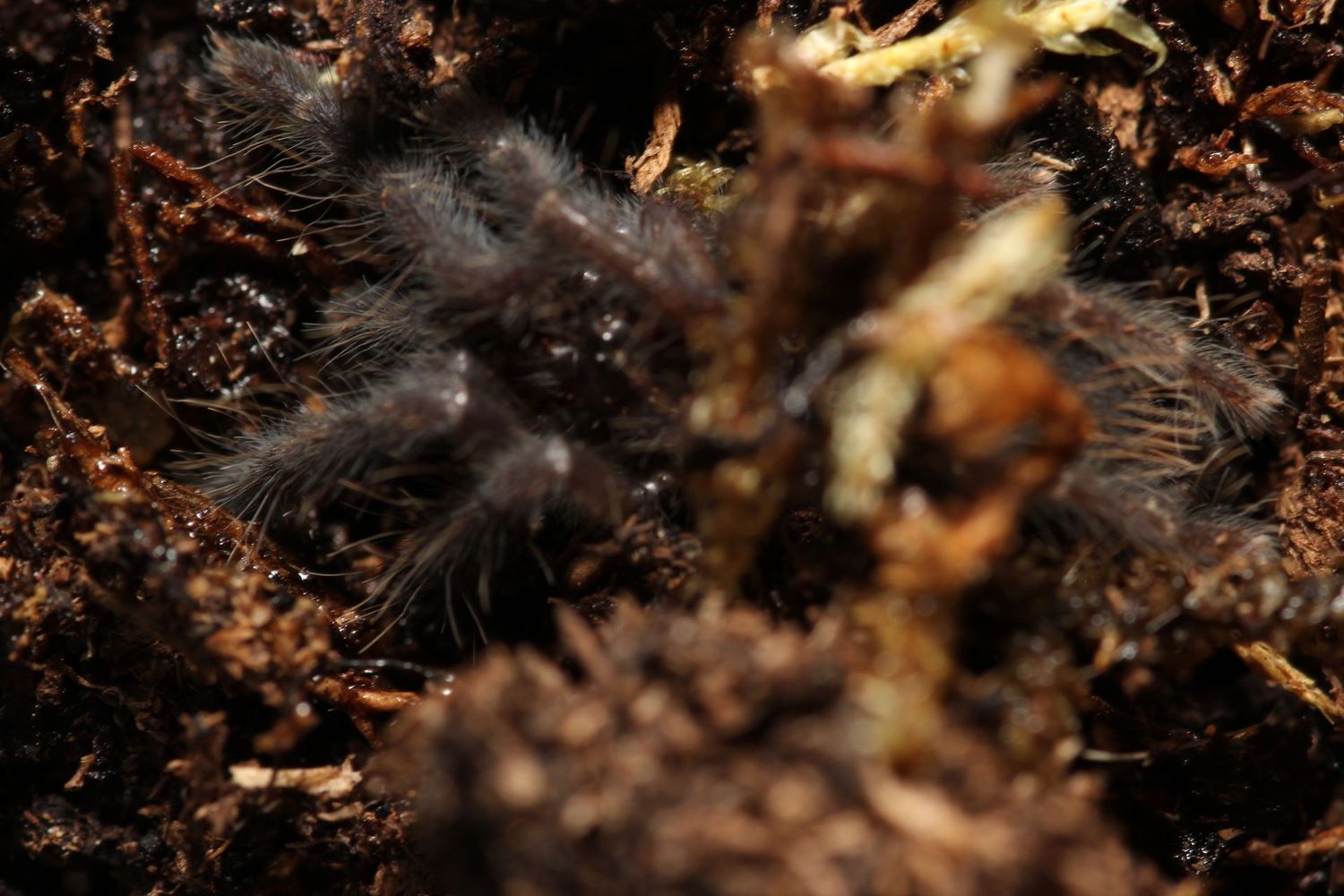 Ornithoctoninae sp 'Haribon' 3/4" Philippine Eagle Tarantula