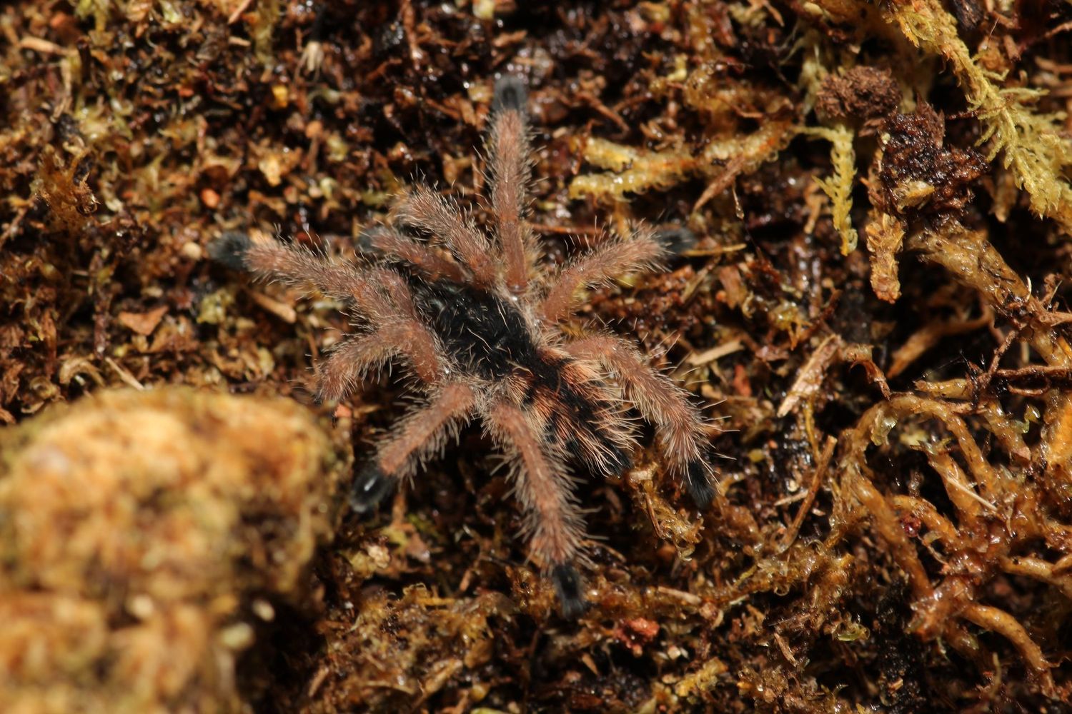 Avicularia sp 'Pucallpa' 3/4" Mardi Gras Pink Toe
