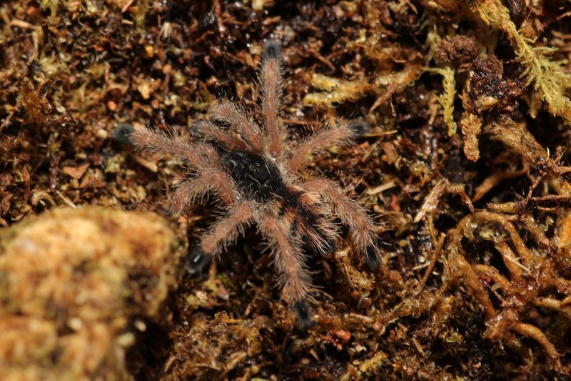 Avicularia sp 'Pucallpa' 3/4" Mardi Gras Pink Toe