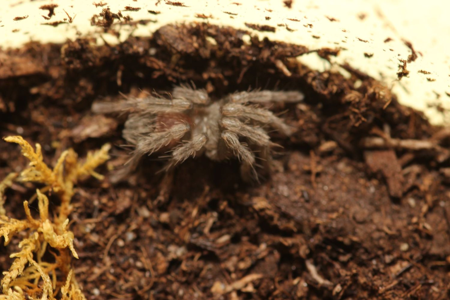 Lasiodorides polycuspulatus 1/2" Peruvian Giant Blonde