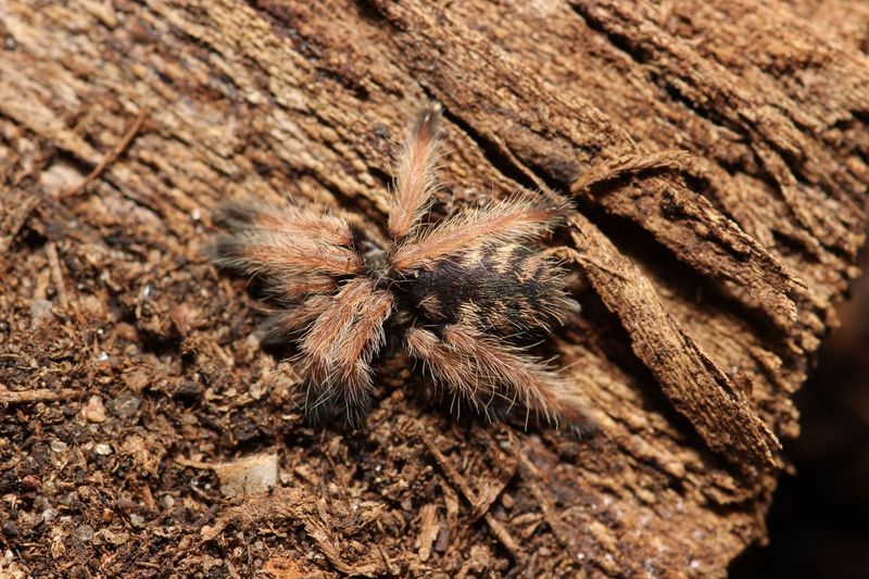 Amazonius sp 'Ecuador' 0.5"