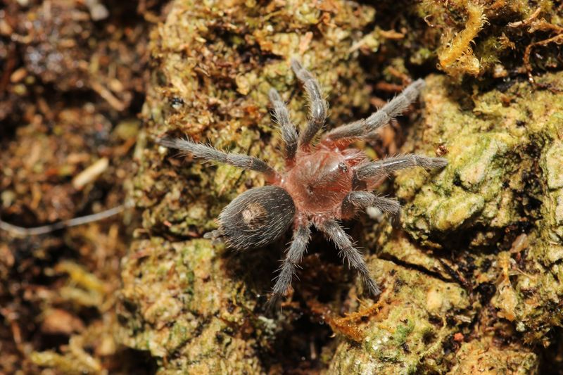 Antikuna sp 'Fire Circle' 1/4-1/2" Andes Fire Circle