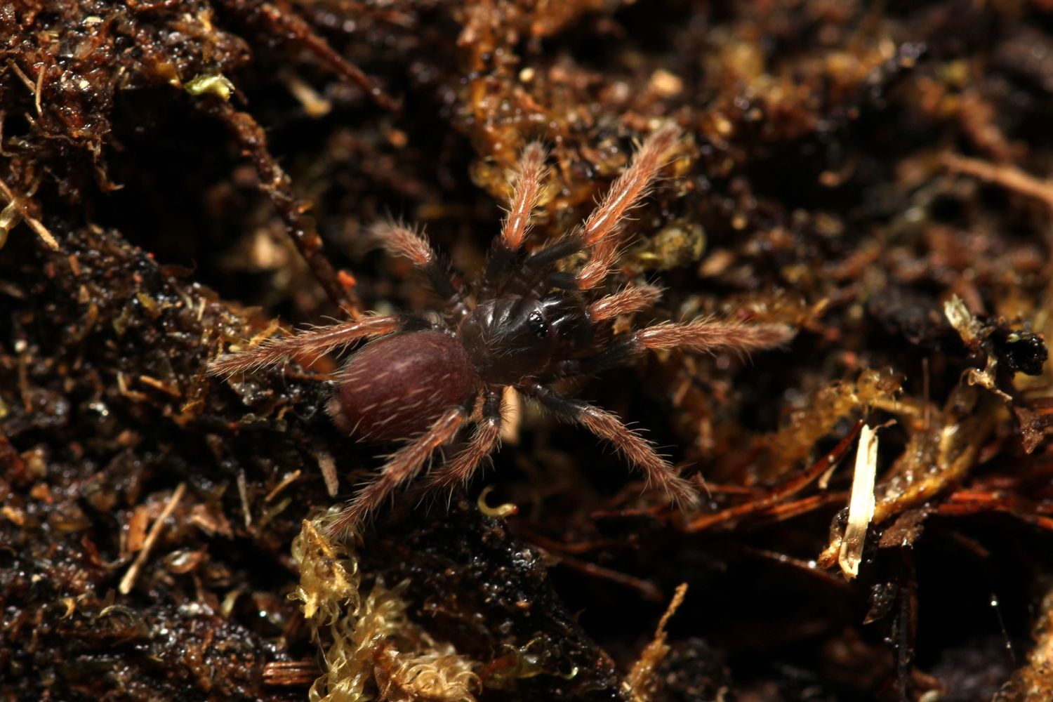 Cyriocosmus giganteus 1/4" Giant Dwarf