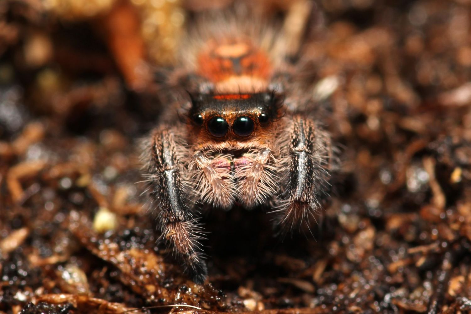 Phidippus regius 'Captive Bred' 7-8i Female / Regal jumping spider