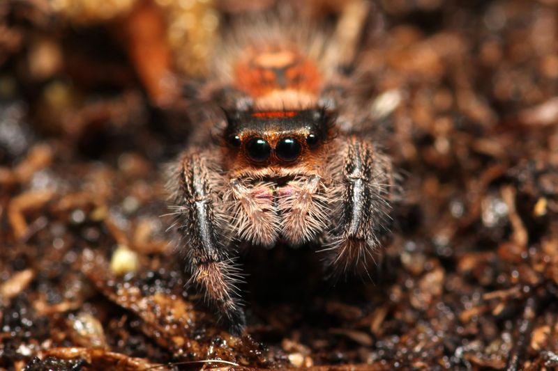 Phidippus regius 'Captive Bred' 5-6i Female / Regal jumping spider
