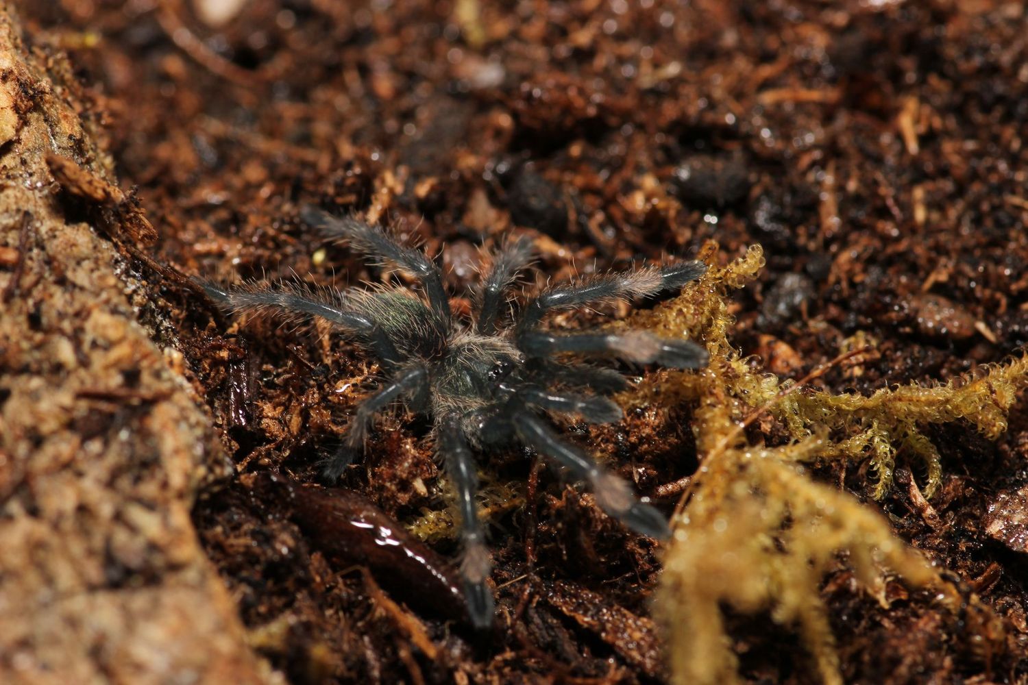 Psalmopoeus langenbucheri 3/4" Venezuelan Chevron