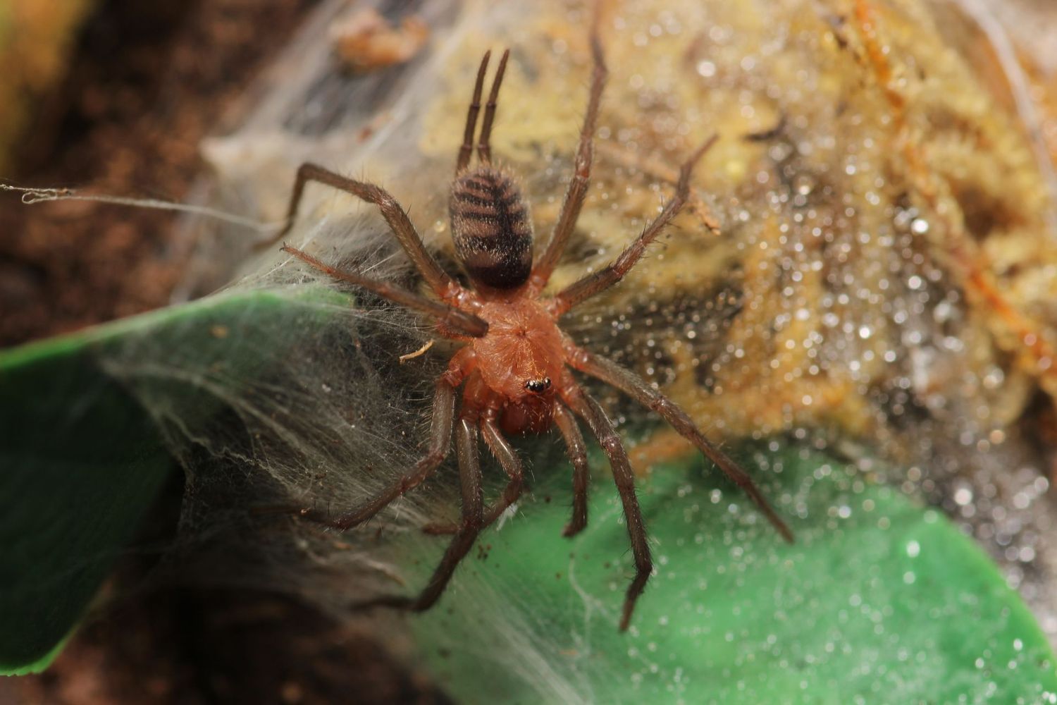 Linothele sp Aqua 1" Funnel web