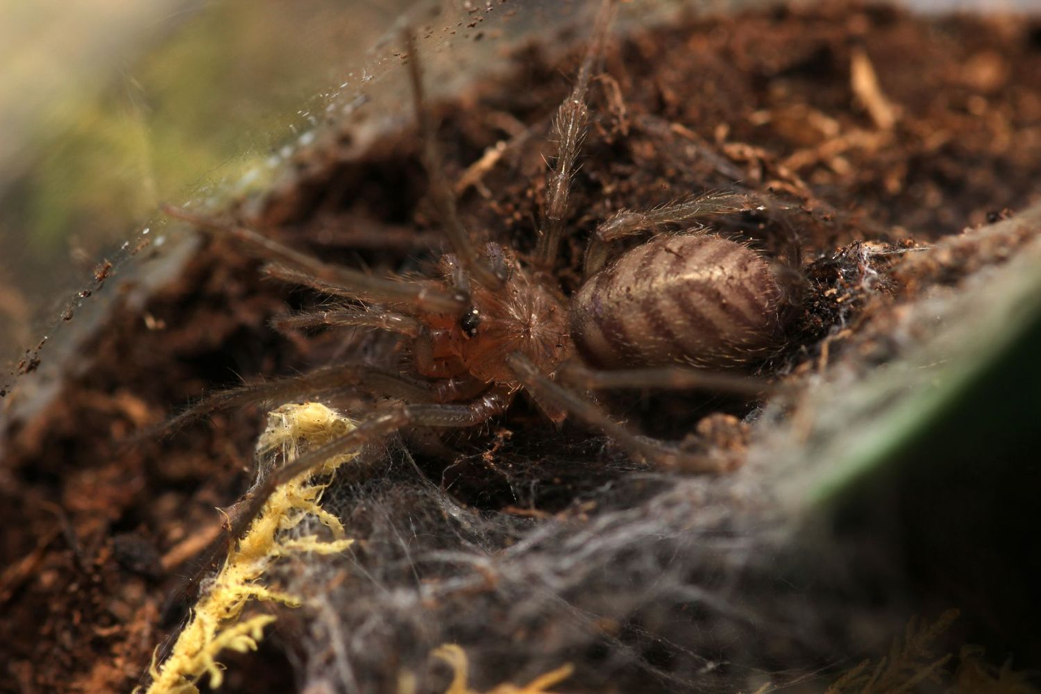 Linothele sp Black 3/4" Funnel Web
