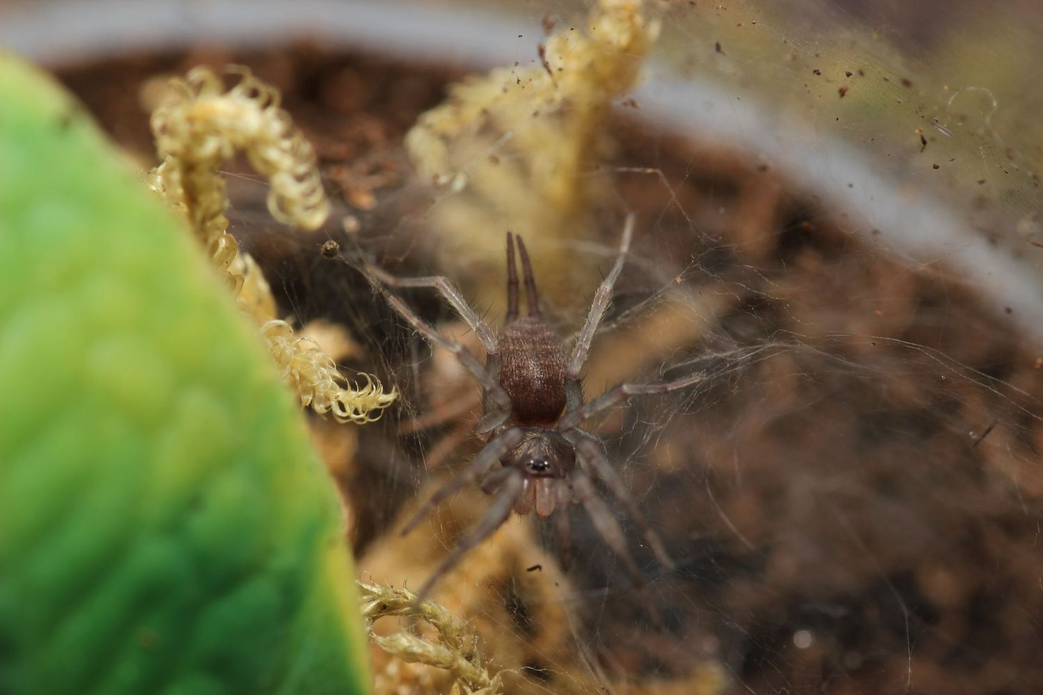 Linothele sp Amazonas 1/2" Funnel web