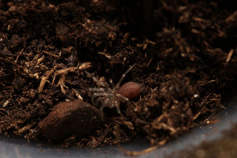 Pycnothelidae sp Anura 1/8" Funnel web